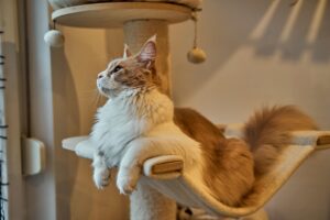 gato-descansando