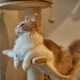 🌳 Árboles y estructuras para gatos: guía completa para elegir el mejor
