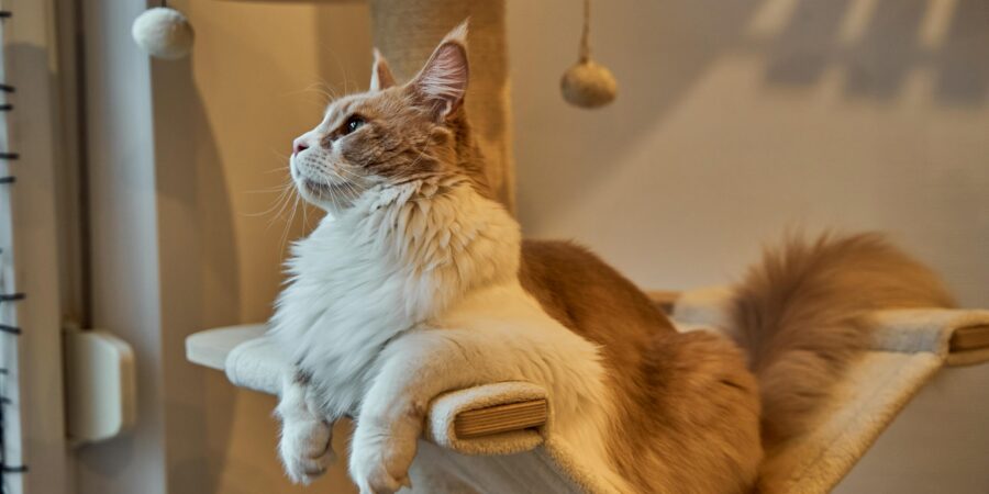 🌳 Árboles y estructuras para gatos: guía completa para elegir el mejor