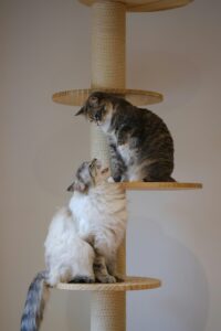 gatos-jugando