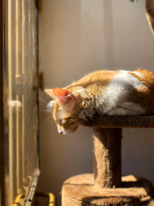 luz-para-gato